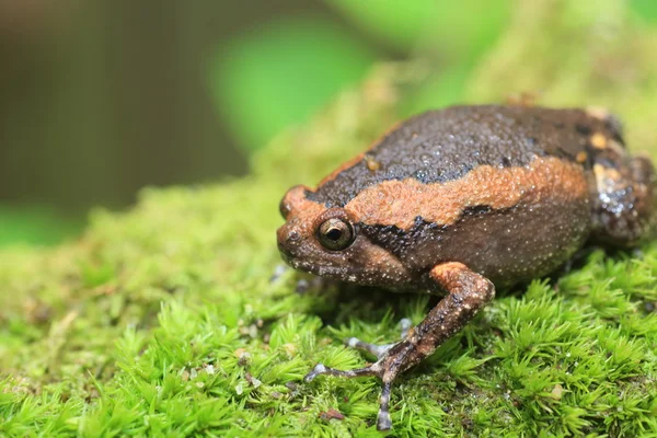 Κλιμακωτά bullfrog (Kaloula Πούλχρα) στο εθνικό πάρκο Kaengkrachan, Ταϊλάνδη — Φωτογραφία Αρχείου