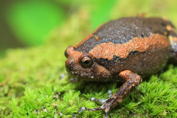 Κλιμακωτά bullfrog (Kaloula Πούλχρα) στο εθνικό πάρκο Kaengkrachan, Ταϊλάνδη — Φωτογραφία Αρχείου