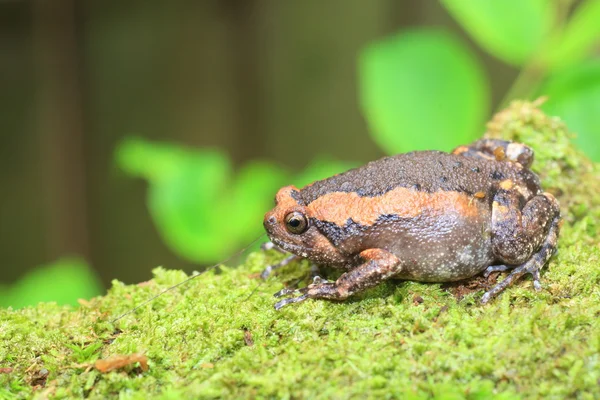 Κλιμακωτά bullfrog (Kaloula Πούλχρα) στο εθνικό πάρκο Kaengkrachan, Ταϊλάνδη — Φωτογραφία Αρχείου