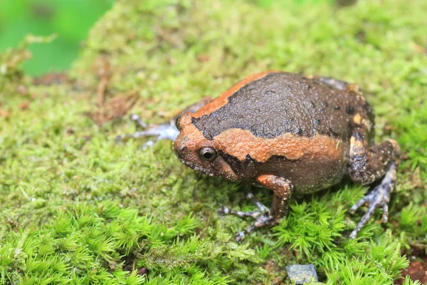 Κλιμακωτά bullfrog (Kaloula Πούλχρα) στο εθνικό πάρκο Kaengkrachan, Ταϊλάνδη — Φωτογραφία Αρχείου