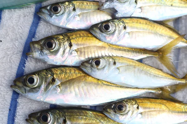 Jepang Jack Mackerel Atau Trevally Horse Mackerel Trachurus Japonicus Jepang — Stok Foto