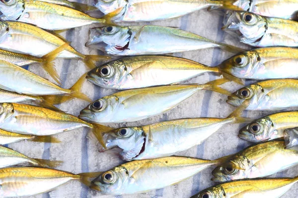 Caballa Japonesa Trevally Caballa Trachurus Japonicus Japón —  Fotos de Stock