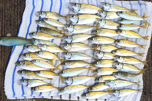 Caballa Japonesa Trevally Caballa Trachurus Japonicus Japón —  Fotos de Stock