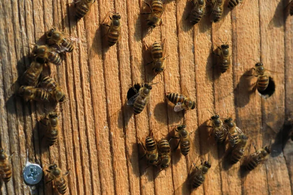 Японская Пчела Apis Cerana Japonica Гнездится Японии — стоковое фото