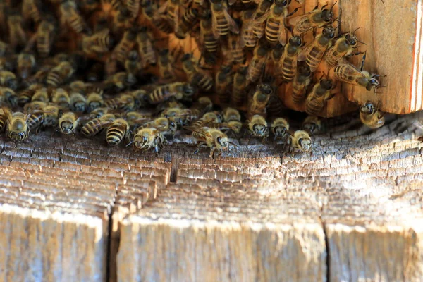 日本のミツバチ Apis Cerana Japonica 日本の巣作り — ストック写真