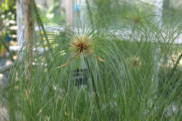 Blüte Des Ägyptischen Papyrus Cyperus Papyrus — Stockfoto