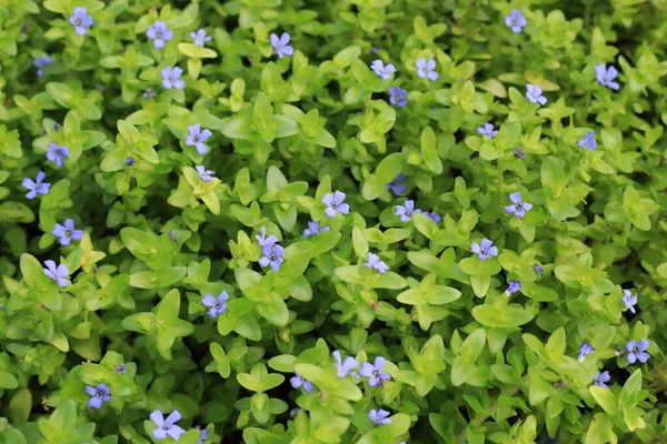 Bacopa Gigante Rossa Limone Bacopa Issopo Acqua Bacopa Caroliniana Fiore — Foto Stock