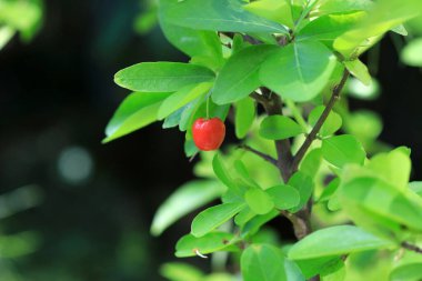 Acerola, Barbados kirazı (Malpighia emarginata )