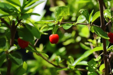 Acerola, Barbados kirazı (Malpighia emarginata )