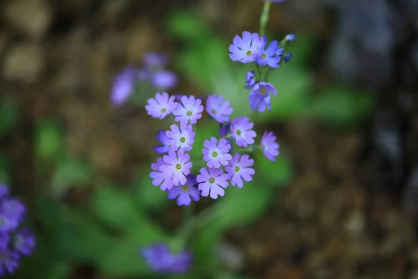 Rebun Hepatica Primula Farinosa Subsp Modesta Var Matsumurae Rebun Island — Fotografia de Stock