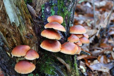 Japonya 'da kestane mantarı ya da kuritake (tire oloma subblateritium)