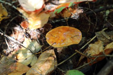 Japonya 'da Mycorrhizal mantarı (Suillus grevillei)