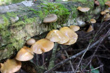 Japonya 'da Geç Sonbahar İstiridye Mantarı (Sarcomyxa serotina) 