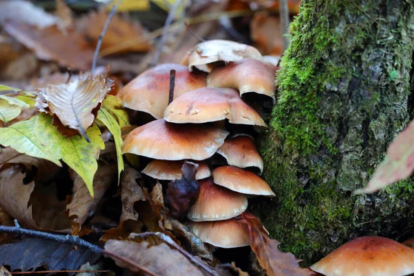 日本的栗子蘑菇 Kuritake Hypholoma Subateritium — 图库照片