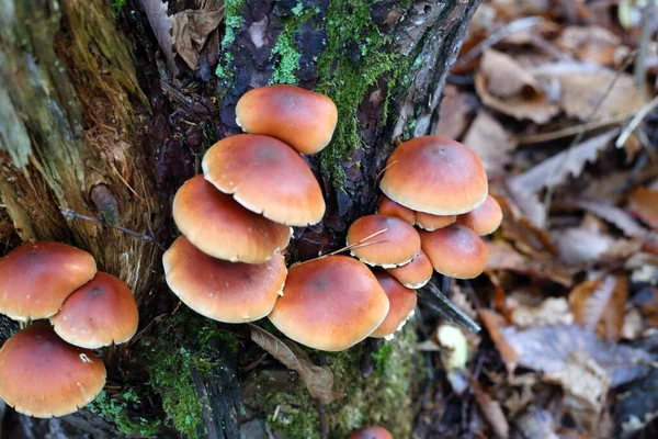 日本的栗子蘑菇 Kuritake Hypholoma Subateritium — 图库照片