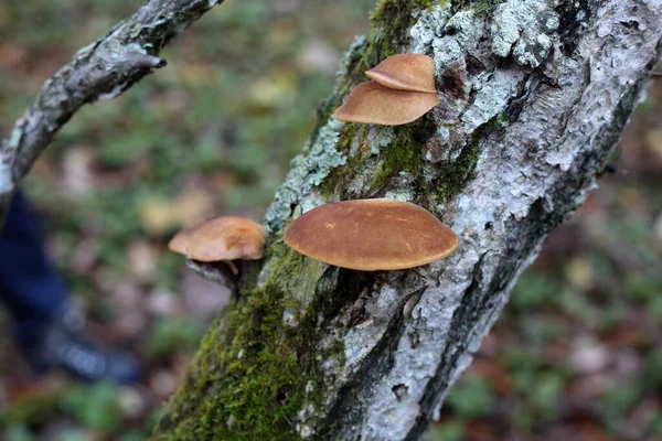 日本秋末牡蛎蘑菇 Sarcomyxa Serotina — 图库照片