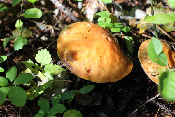 Mykorrhizalsvamp Suillus Grevillei Japan — Stockfoto