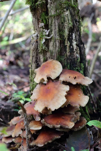 日本的栗子蘑菇 Kuritake Hypholoma Subateritium — 图库照片