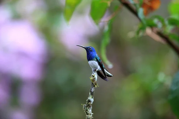 Witte Jakobijnen Florisuga Mellivora Ecuador — Stockfoto