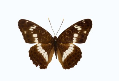 Beyaz Amiral (Limenitis Camilla) izole edildi
