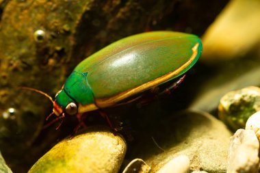 Japonya 'da küçük dalış böceği (Cybister tripunctatus lateralis)