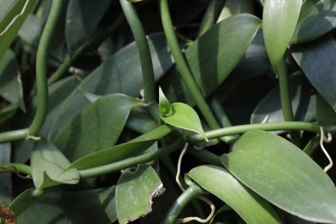 Vanilya (Vanilya planifolisi) yaprağı kapat