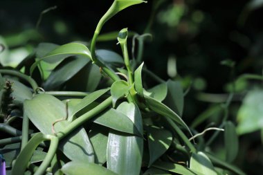 Vanilya (Vanilya planifolisi) yaprağı kapat