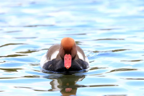 Pochard Czerwonoczuby Netta Rufina Samiec Japonii — Zdjęcie stockowe