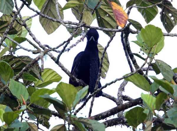 Langwedeliger Regenschirmvogel Cephalopterus Penduliger Equador — Stockfoto