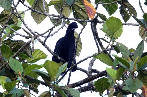 Ekvator Uzun Boynuzlu Şemsiye Kuşu Cephalopterus Penduliger — Stok fotoğraf