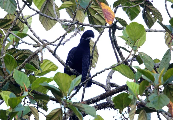 Dlouho Wattled Umbrellabird Cephalopterus Penduliger Equador — Stock fotografie