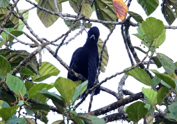 Langwedeliger Regenschirmvogel Cephalopterus Penduliger Equador — Stockfoto