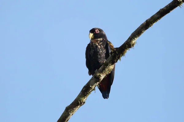 Papuga Brunatna Pionus Chalcopterus Equador — Zdjęcie stockowe