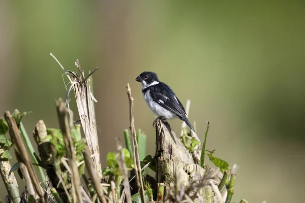 Variable Sämaschine Sporophila Corvina Equador — Stockfoto