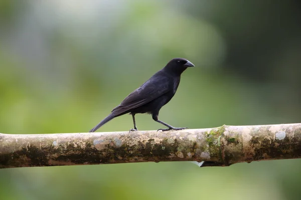 Scrub Blackbird Buceo Warczewiczi Ecuador — Foto de Stock