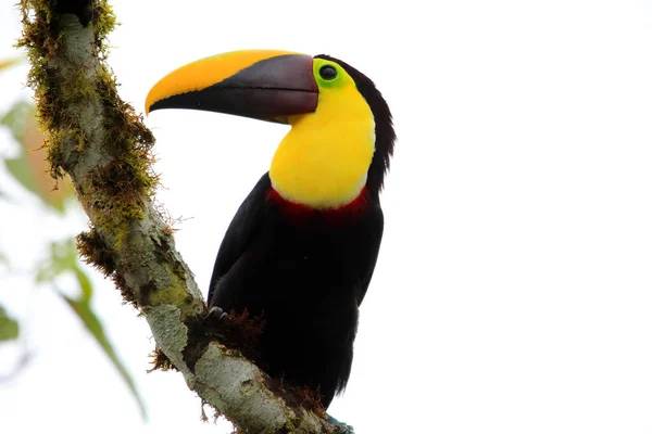 Tucano Mandíbula Castanha Tucano Swainson Ramphastos Ambiguus Swainsonii Equador — Fotografia de Stock