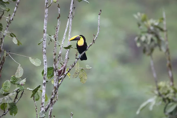 Ekvator Kestane Rengi Çene Kemikli Tukan Swainson Tukani Ramphastos Ambiguus — Stok fotoğraf