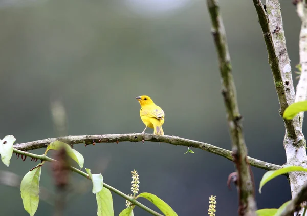 Ziarno Szafranu Sicalis Flaveola Equador — Zdjęcie stockowe