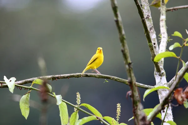 Saffron Finch Sicalis Flaveola Equador — Stock Photo, Image