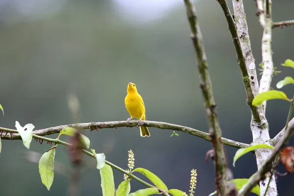 位于Equador的Saffron Finch Sicalis Flaveola — 图库照片