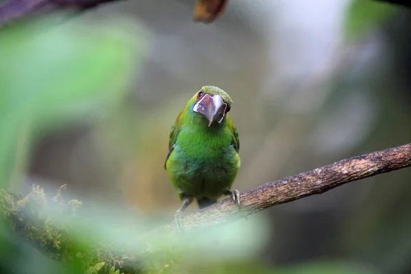 Karmínem Pomačkaný Toucanet Aulacorhynchus Hematopygus Ekvádoru Jižní Amerika — Stock fotografie