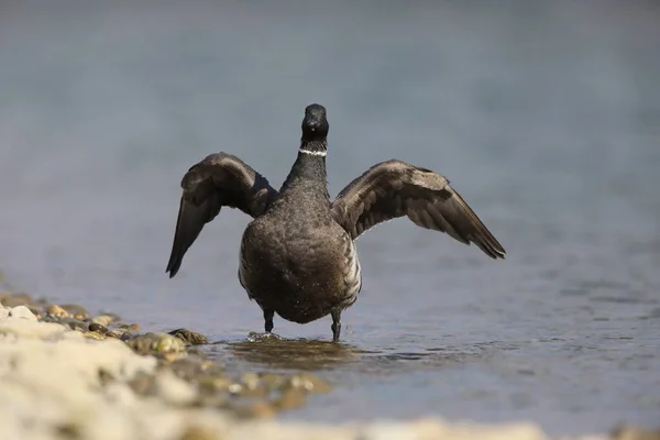 Brant Goose Branta Bernicla Orientalis Στην Ιαπωνία — Φωτογραφία Αρχείου