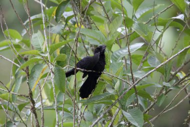 Ekvator, Güney Amerika 'da yumuşak gagalı Ani (Crotophaga ani)
