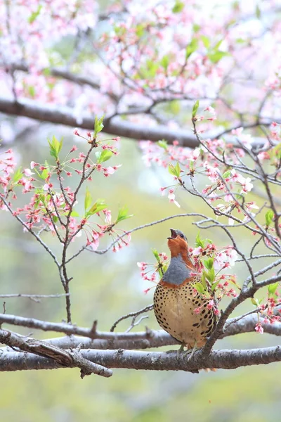 Chinese Bamboo Partridge Bambusicola Thoracicus Thoracicus Male Japan — Stock Photo, Image