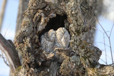 Kuzey Japonya, Hokkaido 'da Ural baykuşu (Strix uralensis japonica) çifti