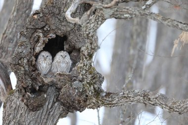 Kuzey Japonya, Hokkaido 'da Ural baykuşu (Strix uralensis japonica) çifti
