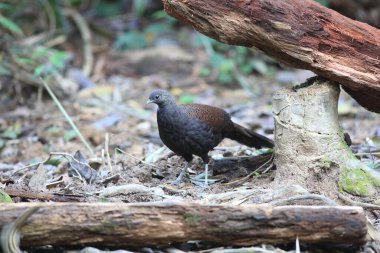 Malezya 'da dağ tavus kuşu sülünü (Polyplectron inopinatum) erkek
