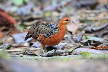 Malezya 'daki Ferruginous Partridge (Caloperdix oculeus)