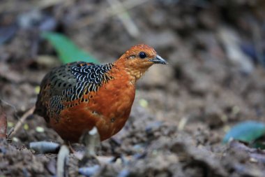 Malezya 'daki Ferruginous Partridge (Caloperdix oculeus)
