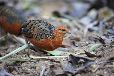 Malezya 'daki Ferruginous Partridge (Caloperdix oculeus)